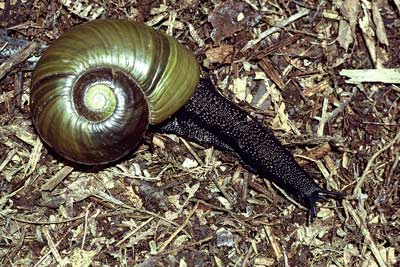 Kauri snail 