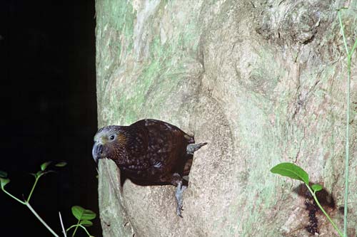 Kākā 