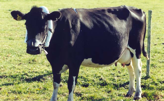 Cow in field