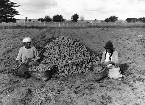 Sorting kūmara