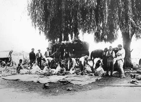 Shearing sheep