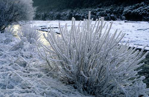 Hoar frost, Lewis Pass