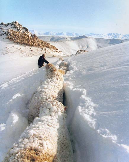 Sheep trapped in snow