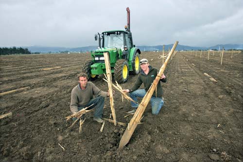 Vineyard post shattered by lightning
