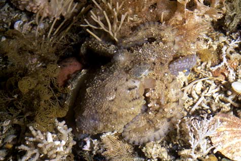Camouflaged midget octopus
