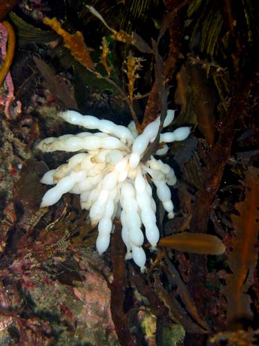Squid eggs