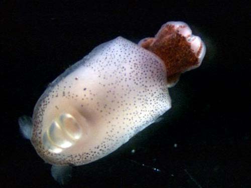 Ram’s horn squid 