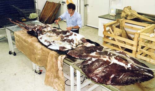 Colossal squid 