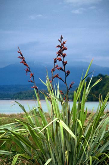 Flax bush