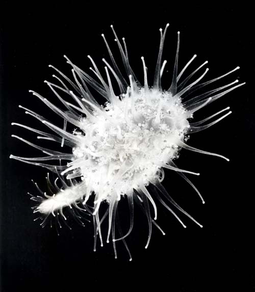 Spiny fluorescent undersea creature
