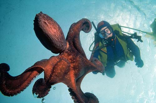Octopus