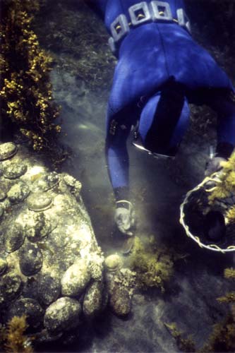 Pāua diver