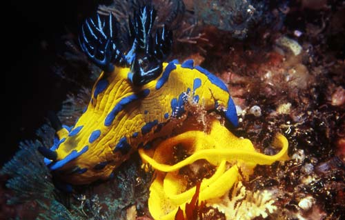 <em>Tambja verconis</em>