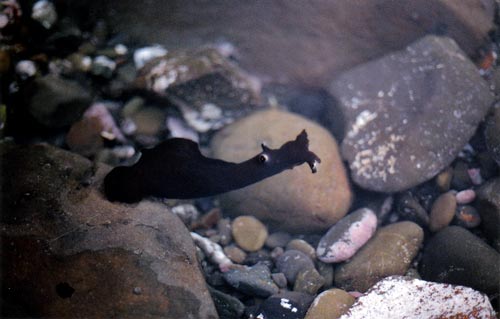 Sea hare 