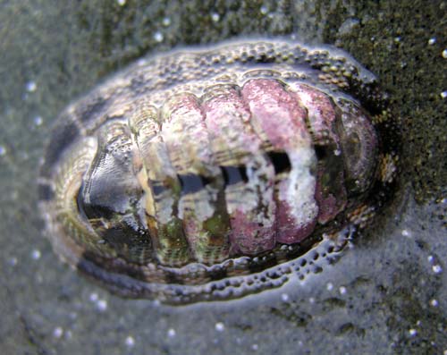 Snakeskin chiton
