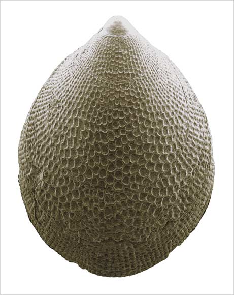 <em>Micropilina rakiura</em>