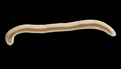 Aplacophoran mollusc
