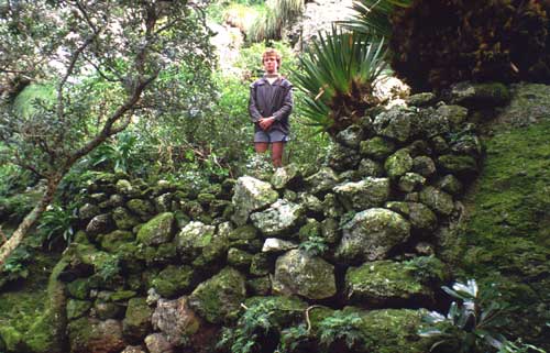 Stone wall, Poor Knights Islands