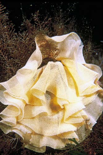 Sea-slug eggs