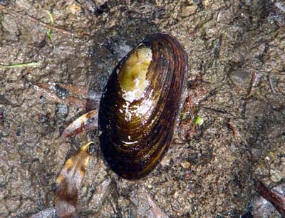Freshwater mussel 