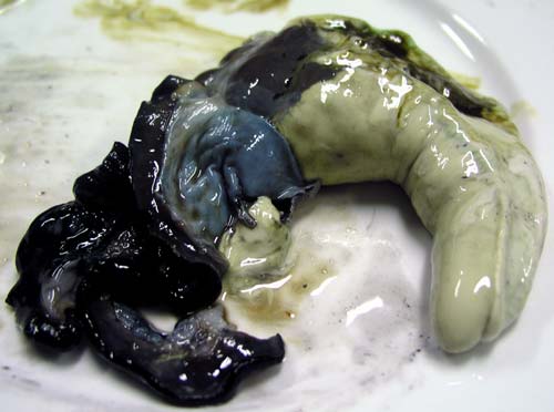 Pāua roe