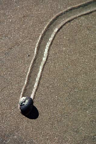 Mud snail