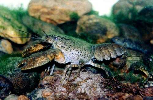 Freshwater crayfish