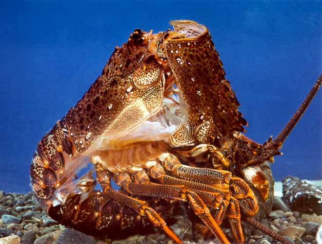 Crayfish moulting