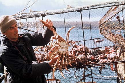 Spider crab