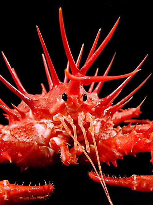 King crab