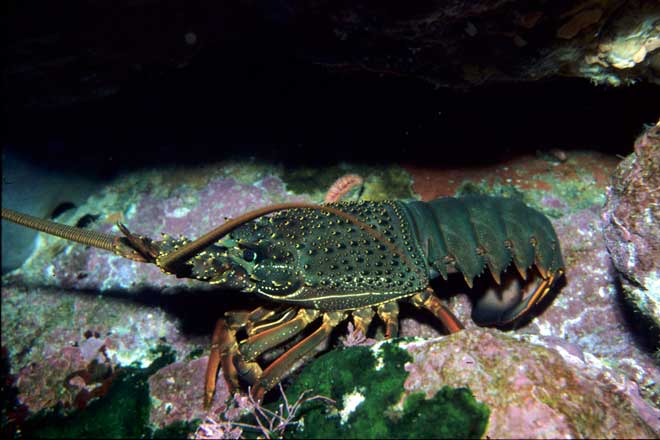 Packhorse crayfish