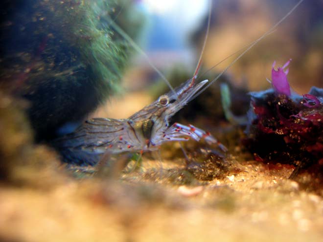 Common shrimp