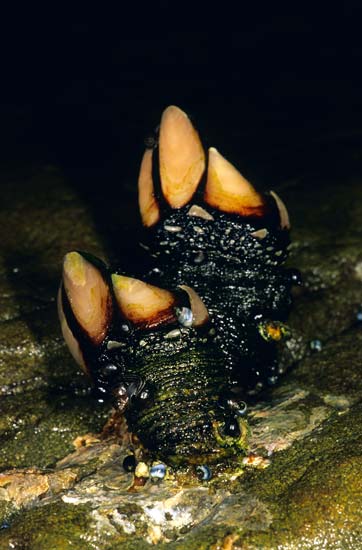 Stalked barnacle 