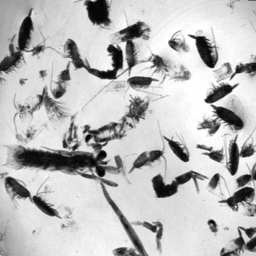 Copepods