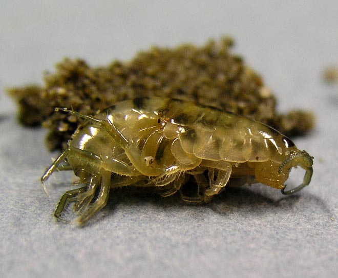 A sand hopper