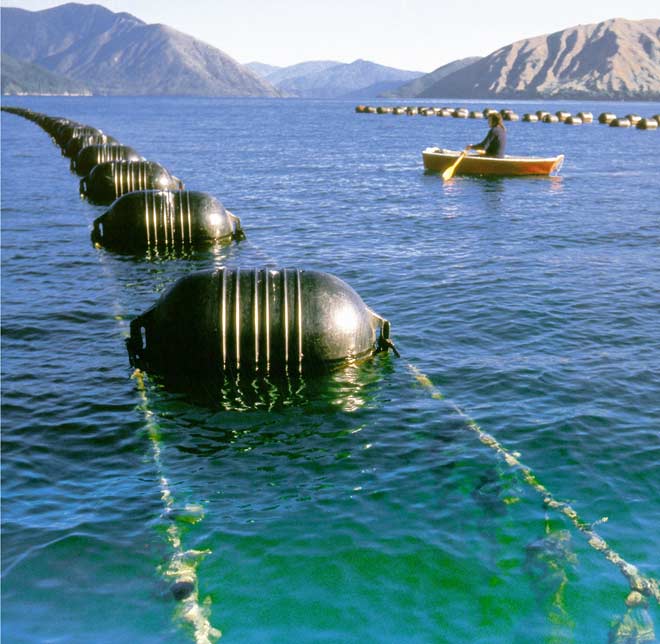 Marlborough Sounds mussel farm