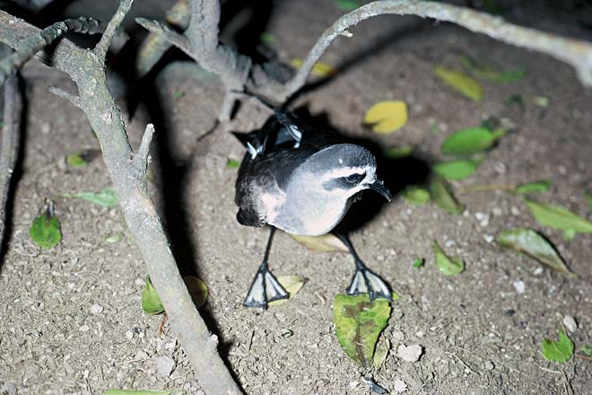Small and large petrels 