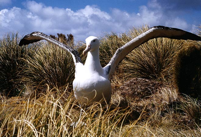 Biggest petrel 