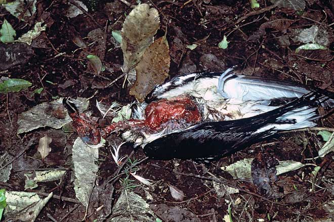 Cook’s petrel remains