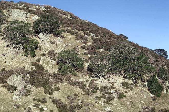 Petrel habitat