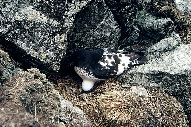 Cape petrel and egg
