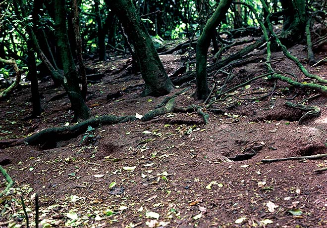 Nest sites 