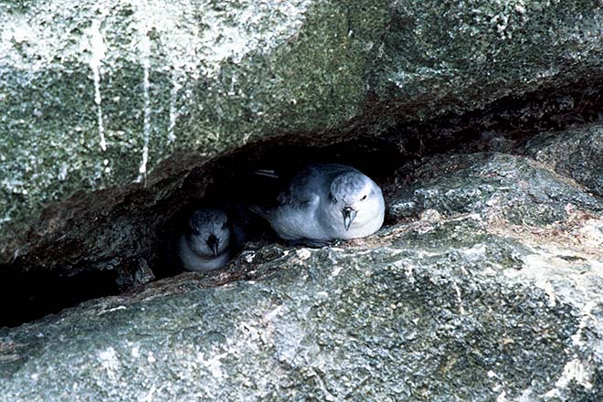 Crevice nesters 