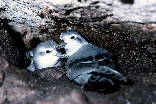 Nesting fairy prions