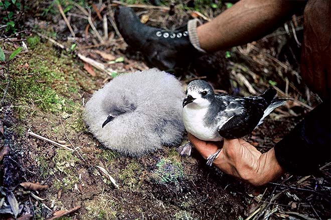 Cook’s petrel and chick