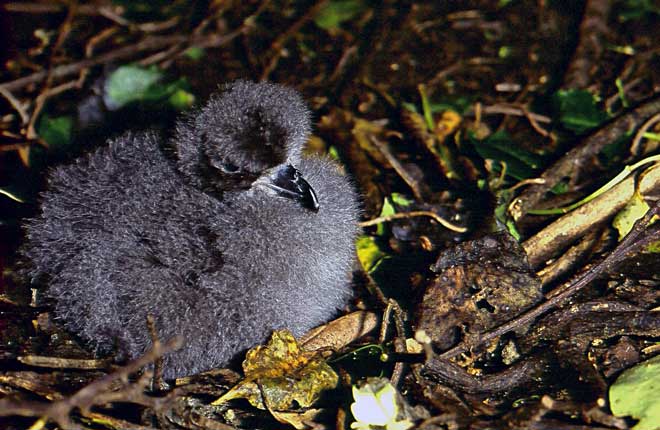 Chatham petrel chick