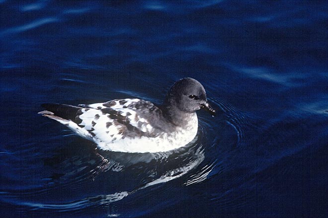 Cape petrel
