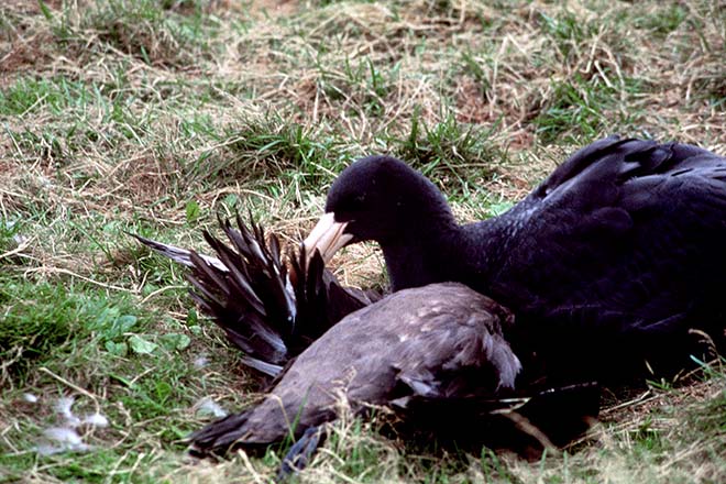 Northern giant petrel scavenging 
