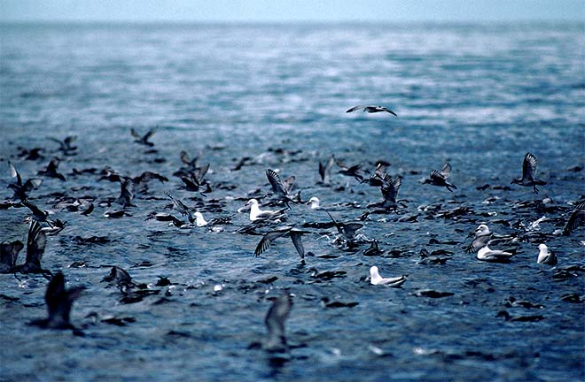 Fairy prions and red-billed gulls 