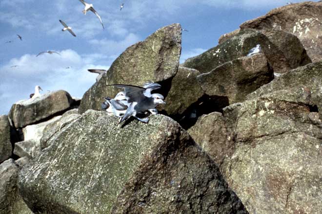 Fulmar prions 